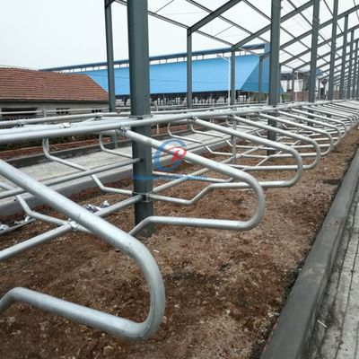 Estructura de acero personalizada Edificio de cobertizo de vacas Prefabricado Granja lechera de ganado cobertizos de marco de metal