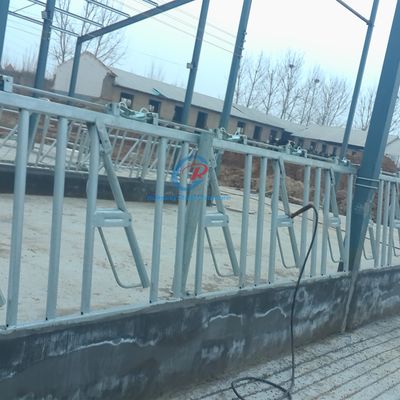 Estructura de acero resistente Granero de vacas Graneros de leche de acero contemporáneos